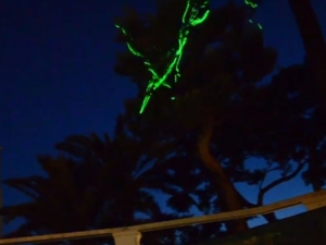 Babylon Disco Lemon Tree, TinaB, Capri, 2013, installation view, Tina B Festival, Anacapri, Naples, 2013